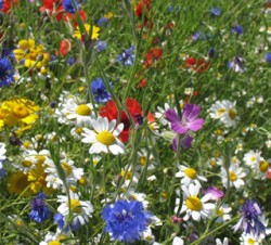 Nationalwildflower